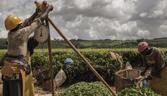 Malawi agriculture